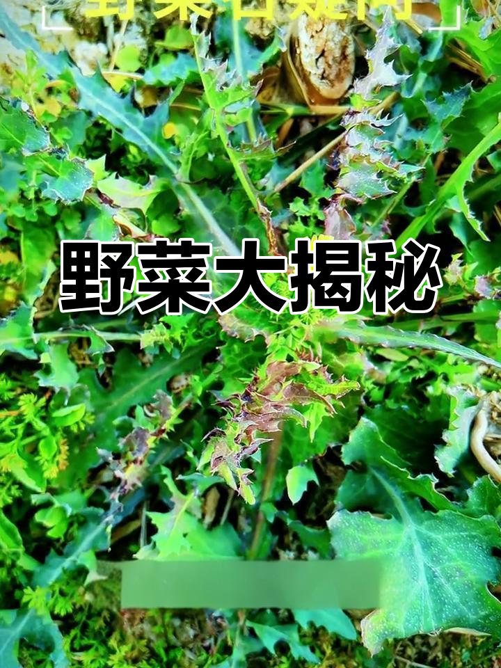 野菜种类繁多,苦苣与苦荬竟非同一种植物!