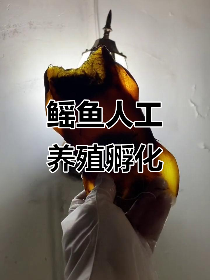 鳐鱼卵孵化基地揭秘,海底捕捞与灯光下的秘密
