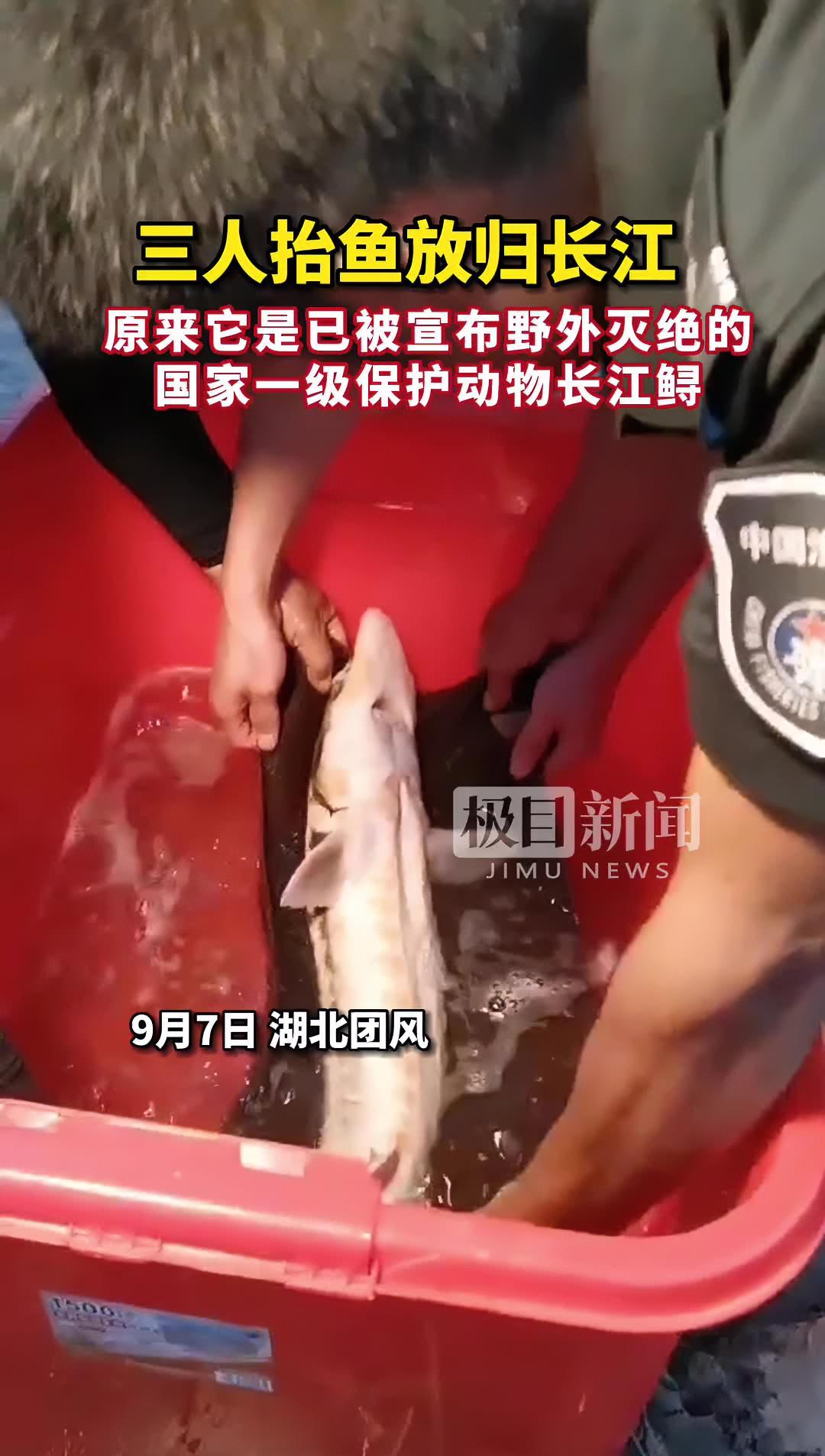 三个人“抬”这条4公斤重的鱼放归长江,原来它是已经被宣布野外灭绝的国家一级保护动物长江鲟