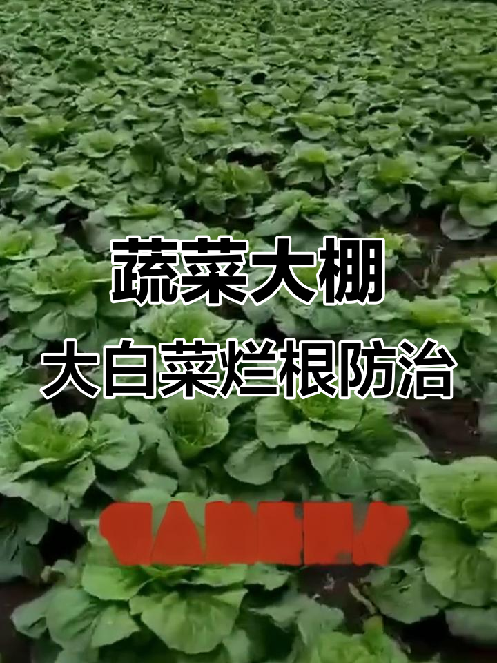 大白菜三大病害防治秘籍,轻松增产又防病
