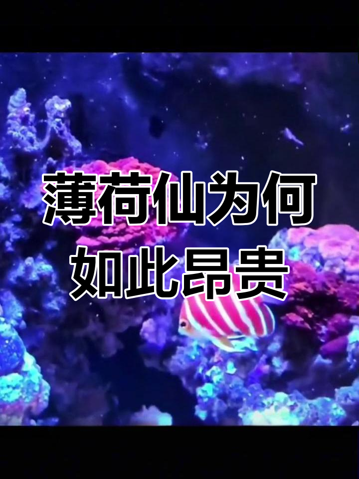 薄荷仙海缸揭秘:为什么这么贵?
