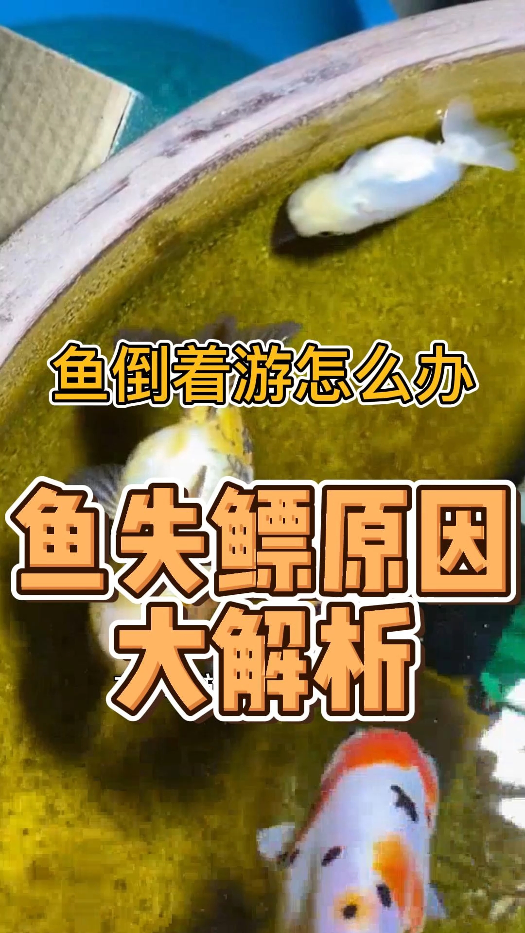 鱼倒着游(失鳔)大解析