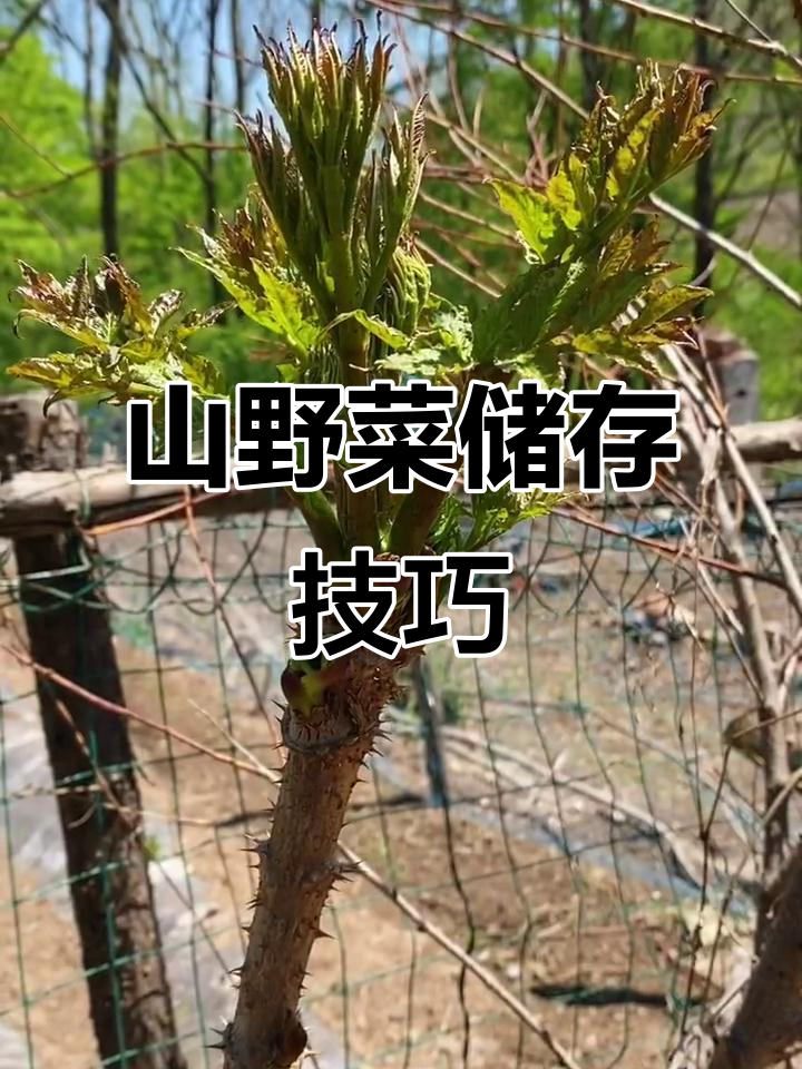 刺嫩芽的独特做法，教你如何保存新鲜美味