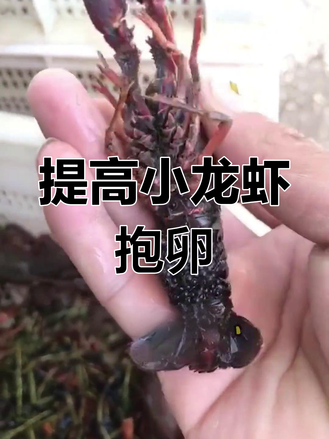 小龙虾繁殖习性揭秘,如何提高产卵量