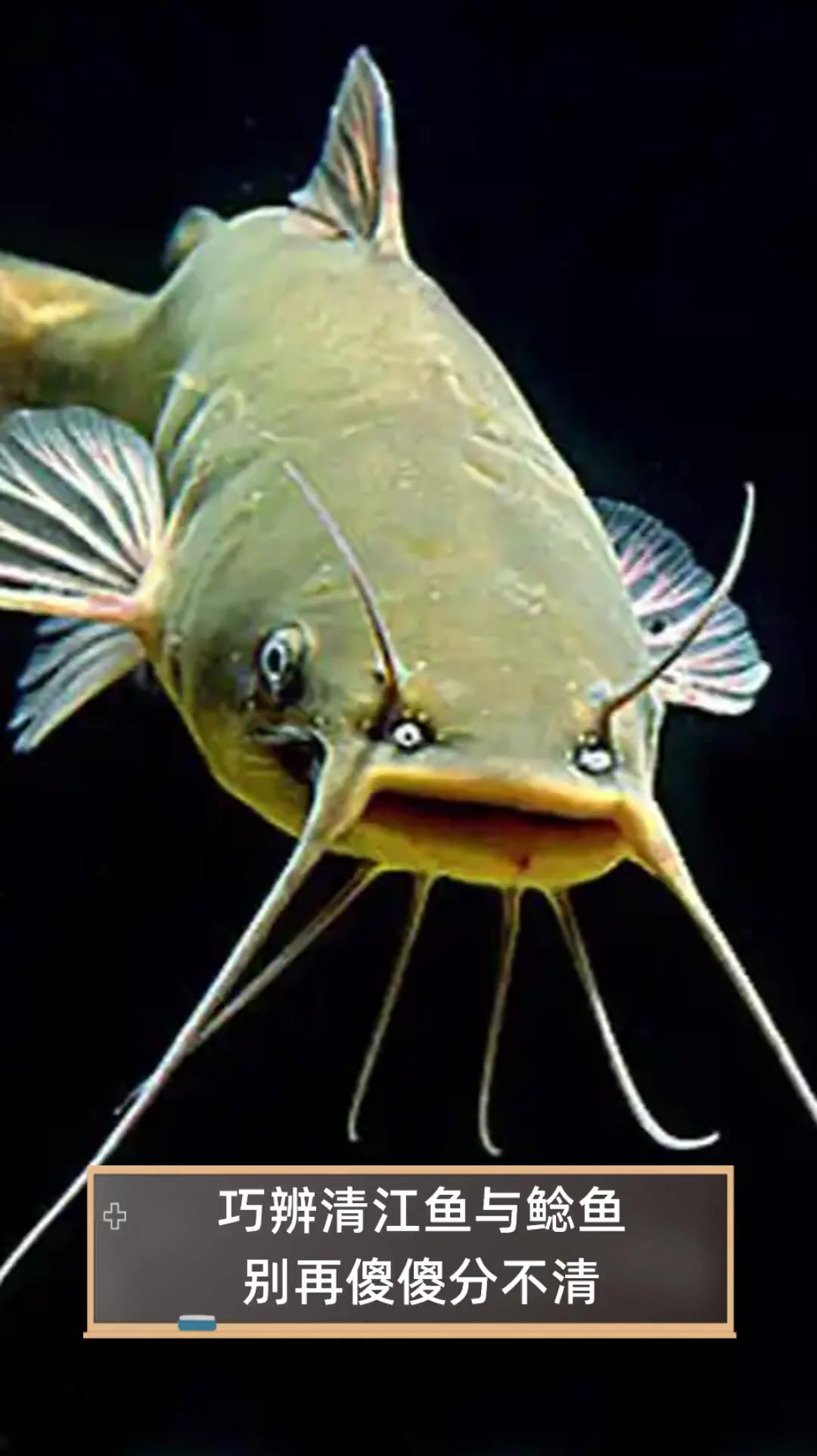 巧辨清江鱼与鲶鱼,别再傻傻分不清