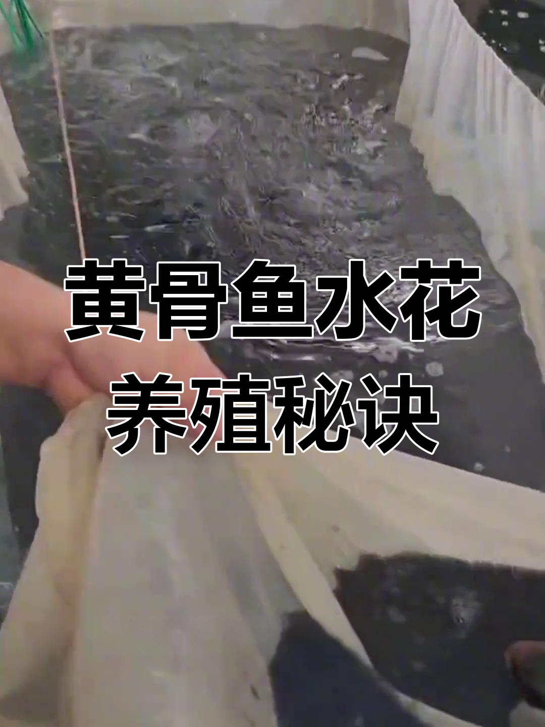 黄骨鱼水花养殖技巧:如何提高成活率,降低成本