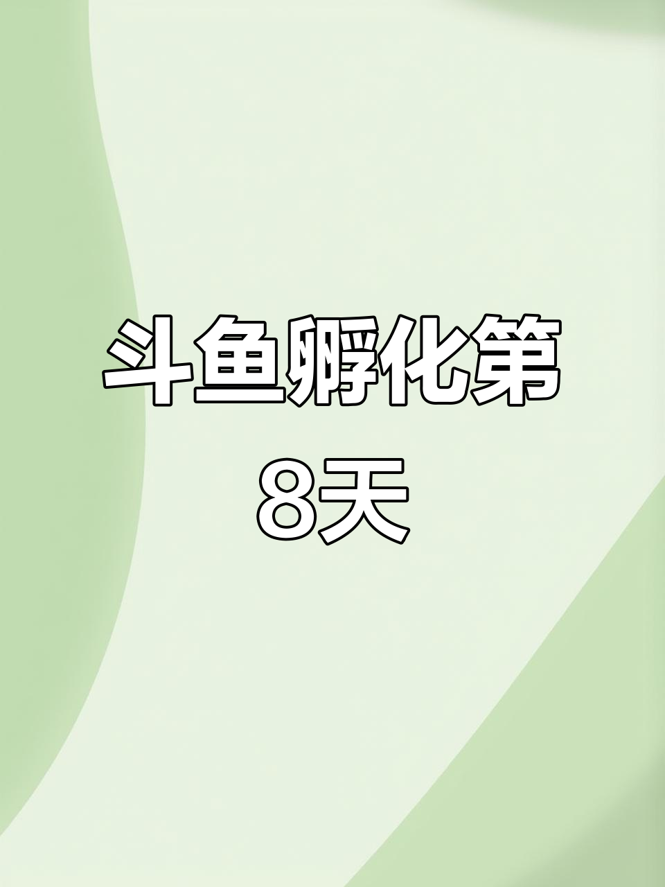 第8天孵化进展,斗鱼繁殖技术大揭秘