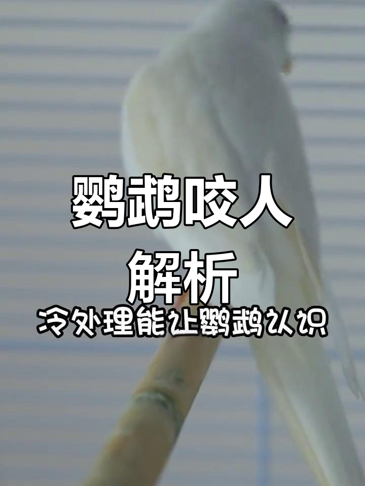 小鹦鹉咬人原因揭秘,解决技巧大公开!