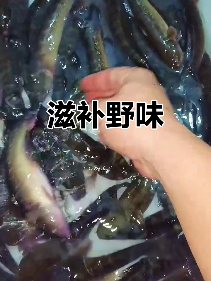 野生蟹虎鱼,细长身形,炖汤滋补效果极佳