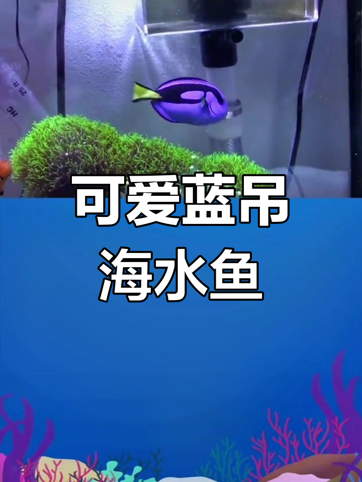 蓝吊海水鱼:憨态可掬的“猪”样外貌与高颜值并存