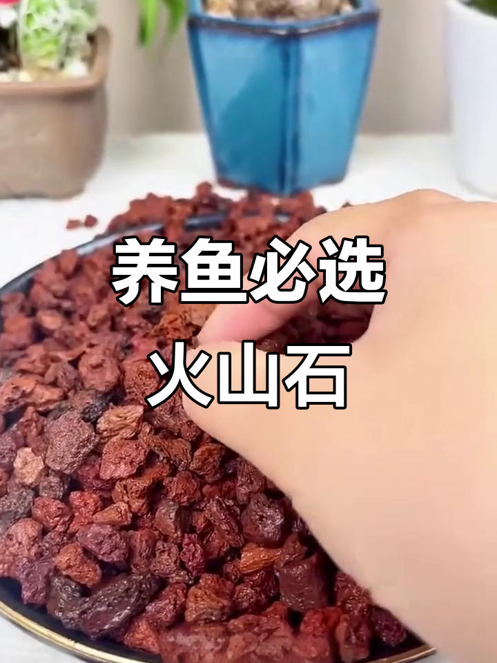 火山石为何成养鱼必备?5大原因让水质更清澈