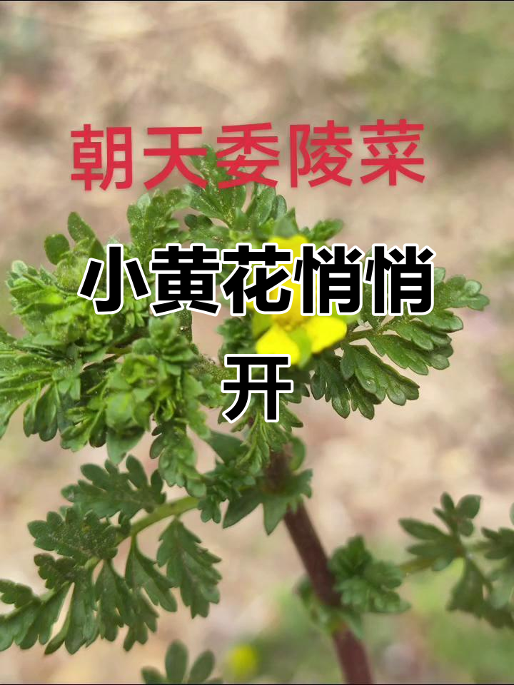 4月,黄色小花低调绽放路旁如香菜亲戚