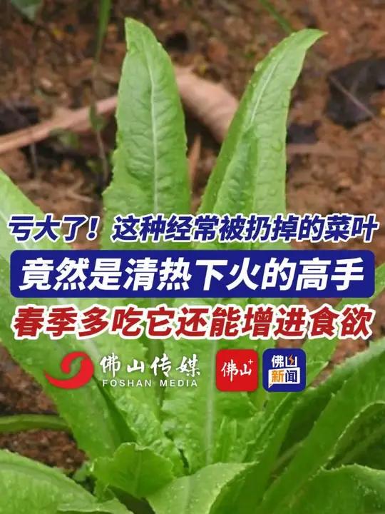 亏大了!这种经常被扔掉的菜叶竟然是清热下火的高手。(编辑:甘乐;责编:曾凝霜;素材来源:新