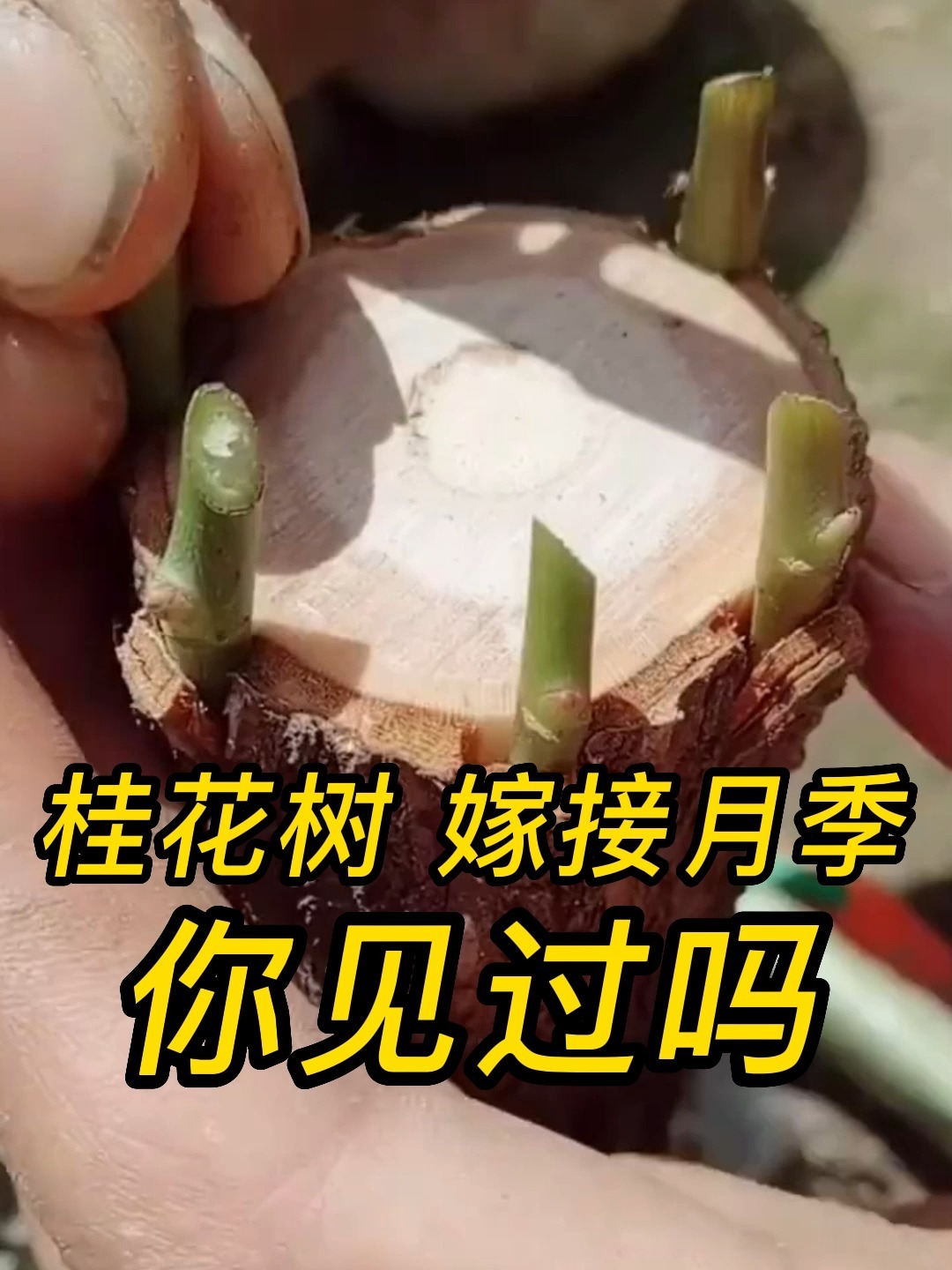 桂花树嫁接月季,你见过吗?