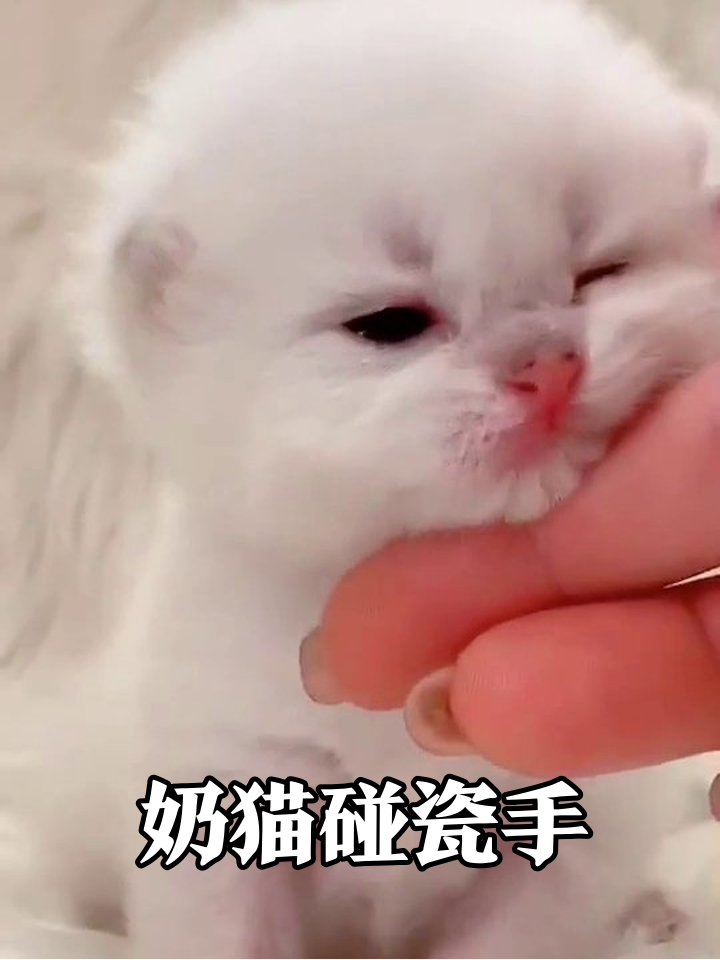 小奶猫被摸下巴秒变表情包,萌到心化!