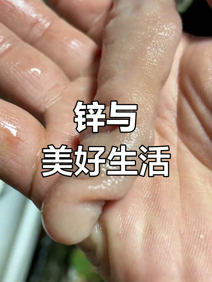 海肠:渔民眼中的“海鸡子”
