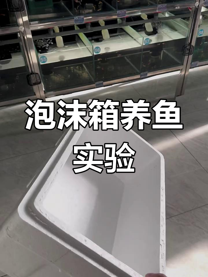 用泡沫箱养鱼苗,究竟能活多久?挑战开始!