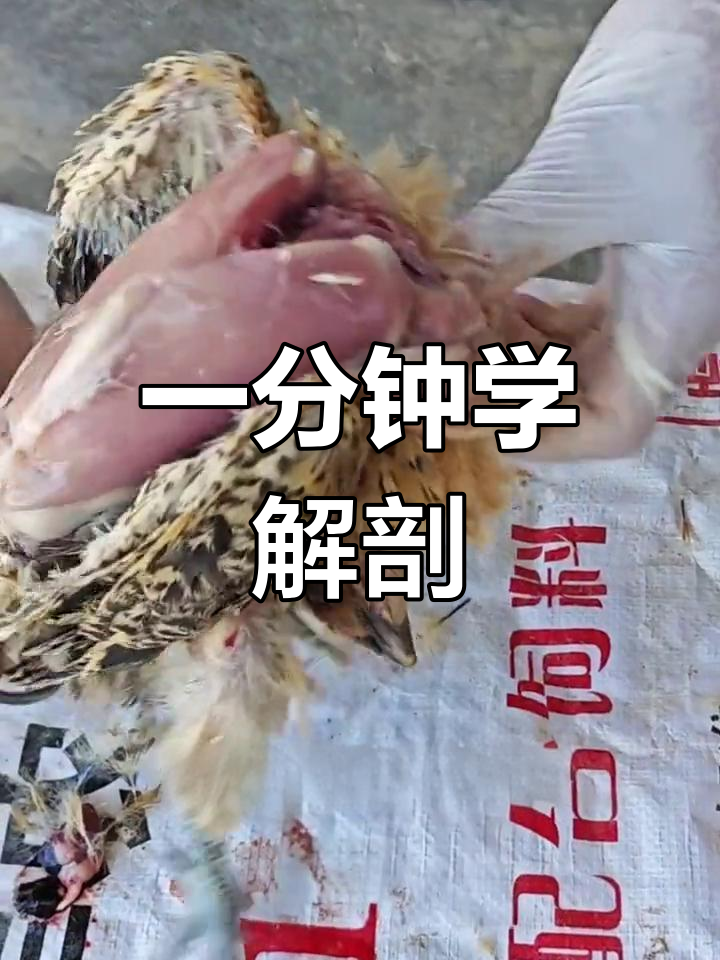 鸡胸解剖全流程,轻松掌握