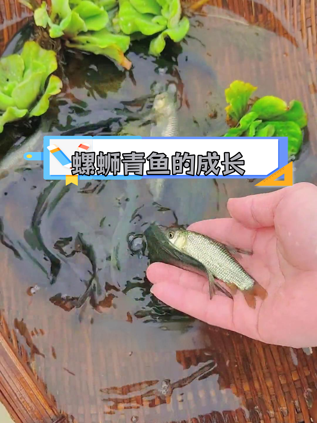 螺蛳青鱼:福寿螺的天敌,一年能长3-5斤