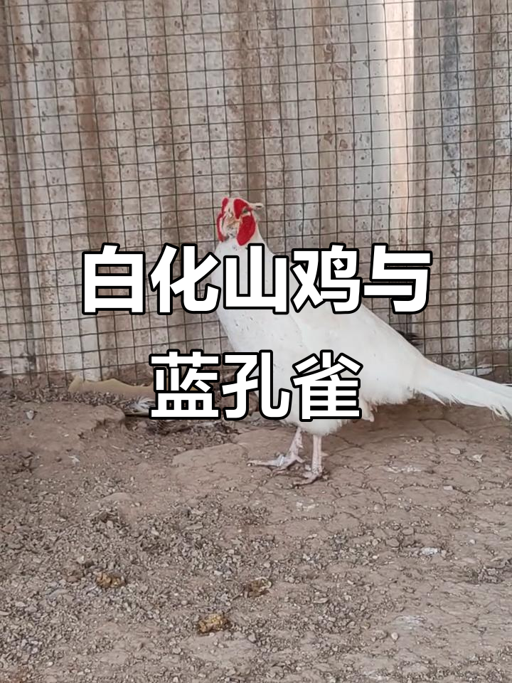 七彩山鸡、白化孔雀,珍禽养殖大揭秘