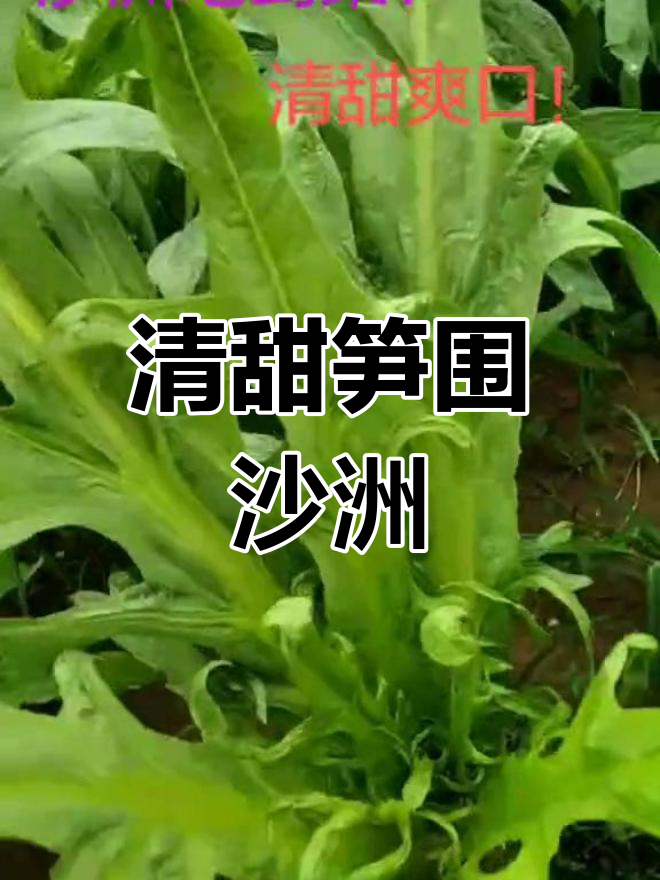 沙洲地种的剑菜,清甜爽口