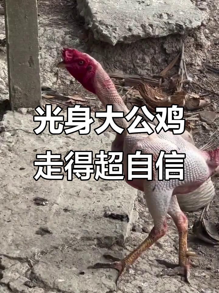 这只大公鸡光着身子,自信满满地走路,简直太独特了