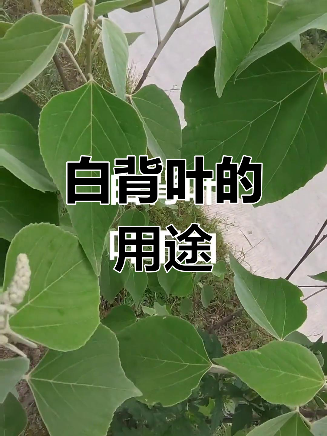 白背叶的多重功效与应用