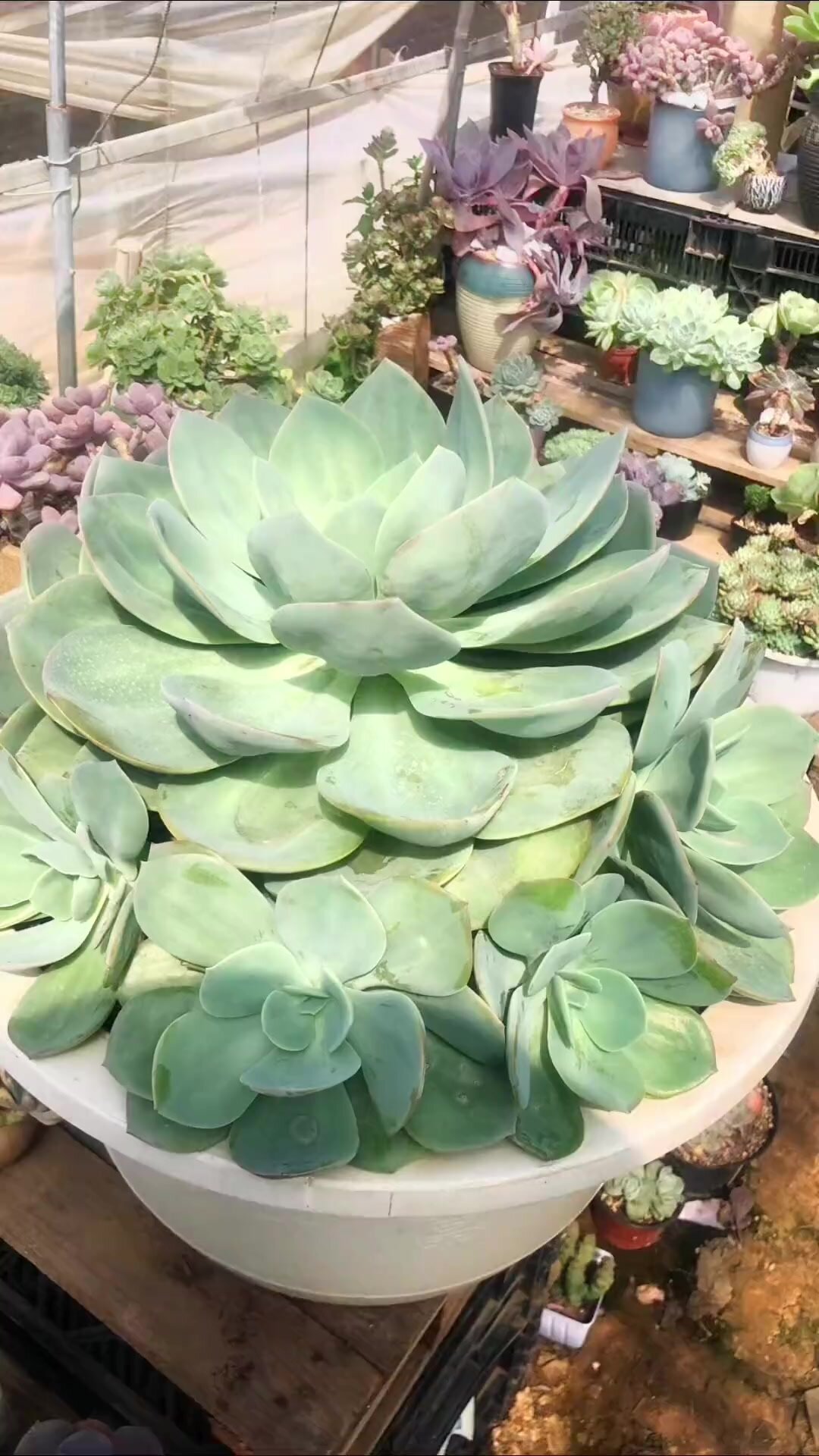 白凤,大白凤,白凤多肉,白凤多肉植物