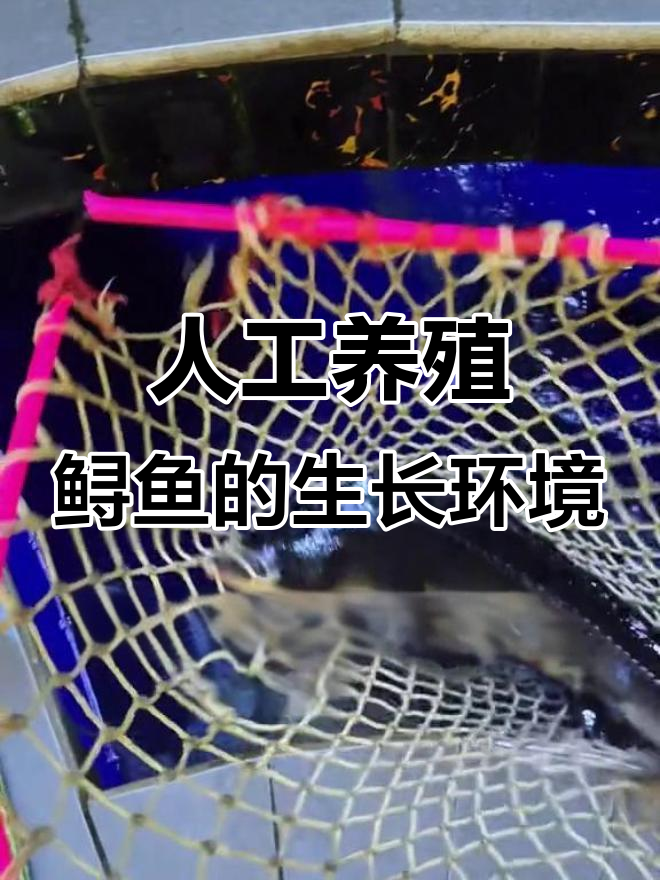 鲟鱼养殖技巧大揭秘:水温、盐度如何调控