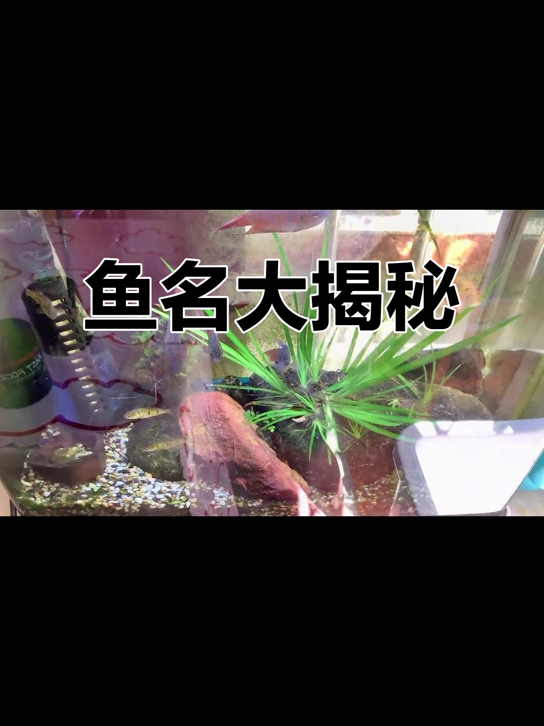 各地对鱼的称呼各不同,你知道它们都叫什么吗?