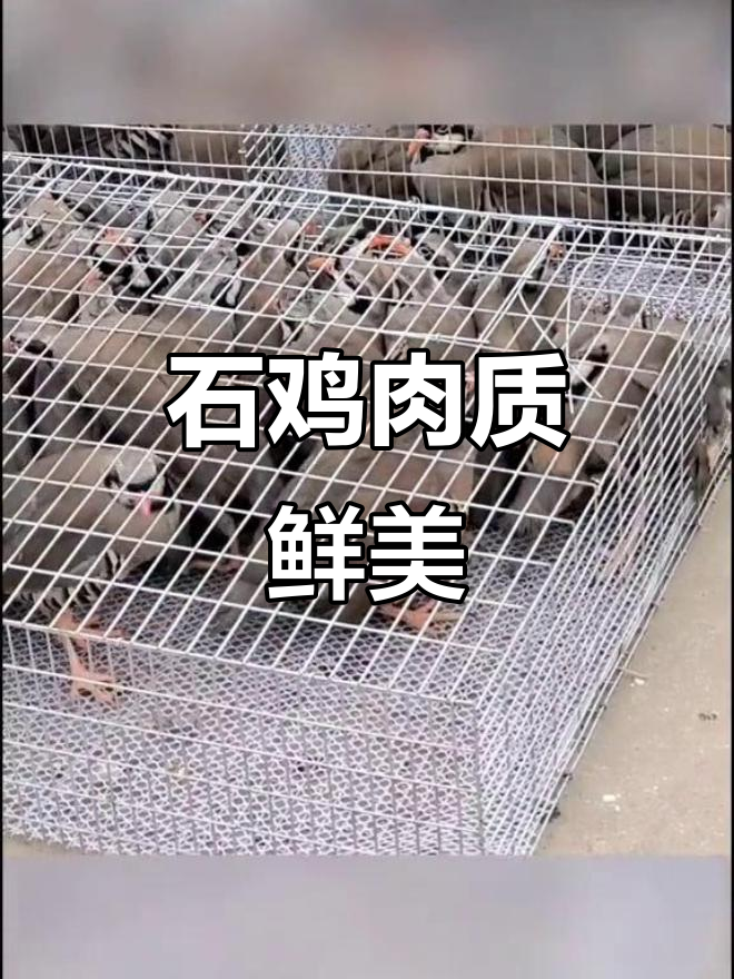 鹧鸪养殖与美食探秘:石鸡的美味与观赏价值