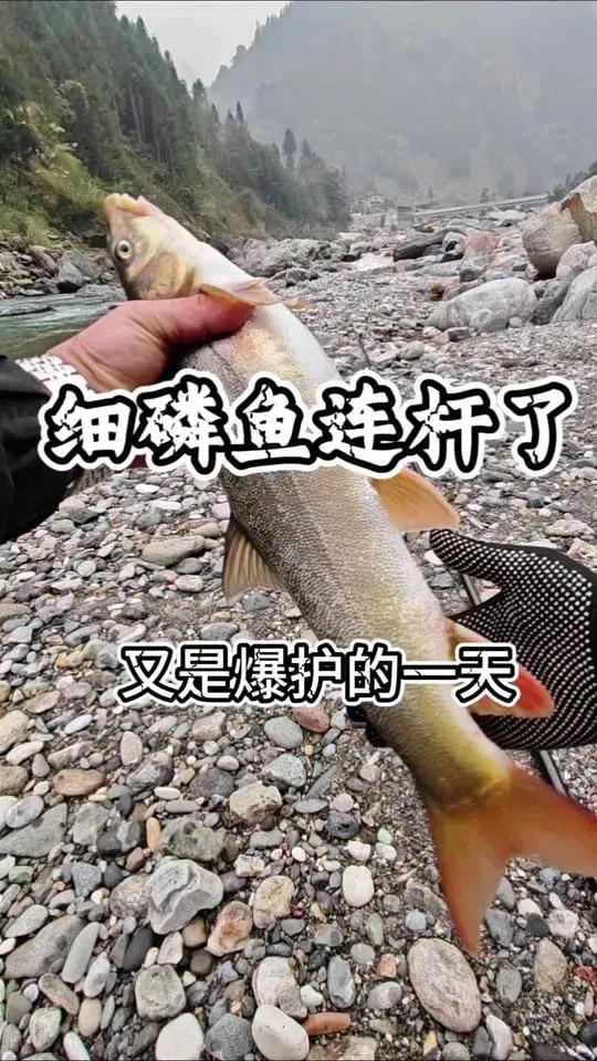 非禁鱼期间垂钓！今天找的这个位置细磷鱼爆护了