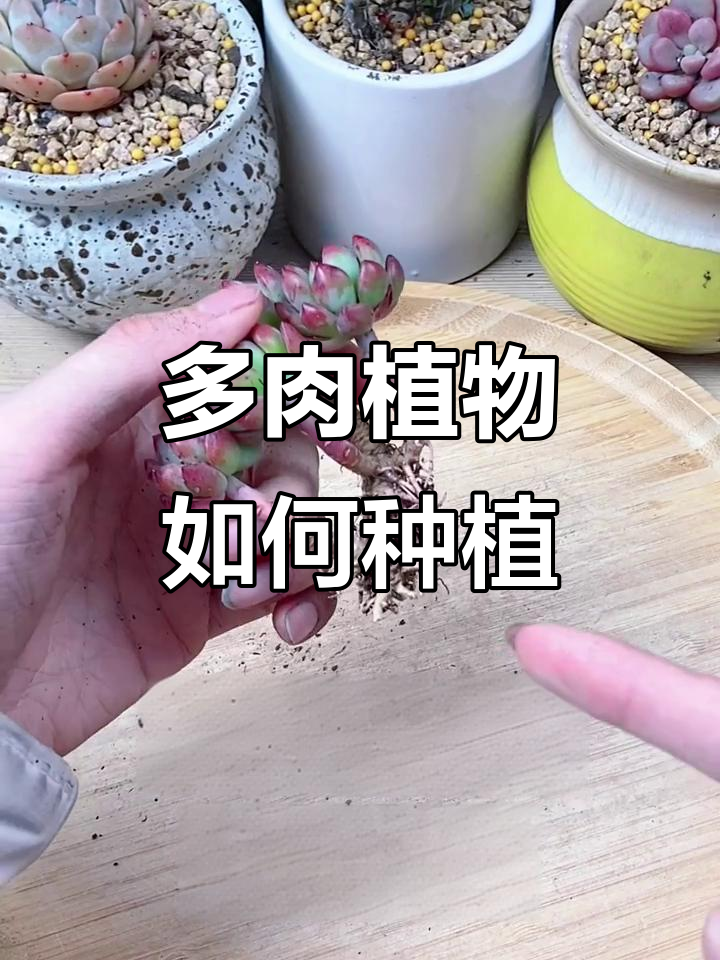 如何正确栽种网购多肉?从清理到上盆全流程解析