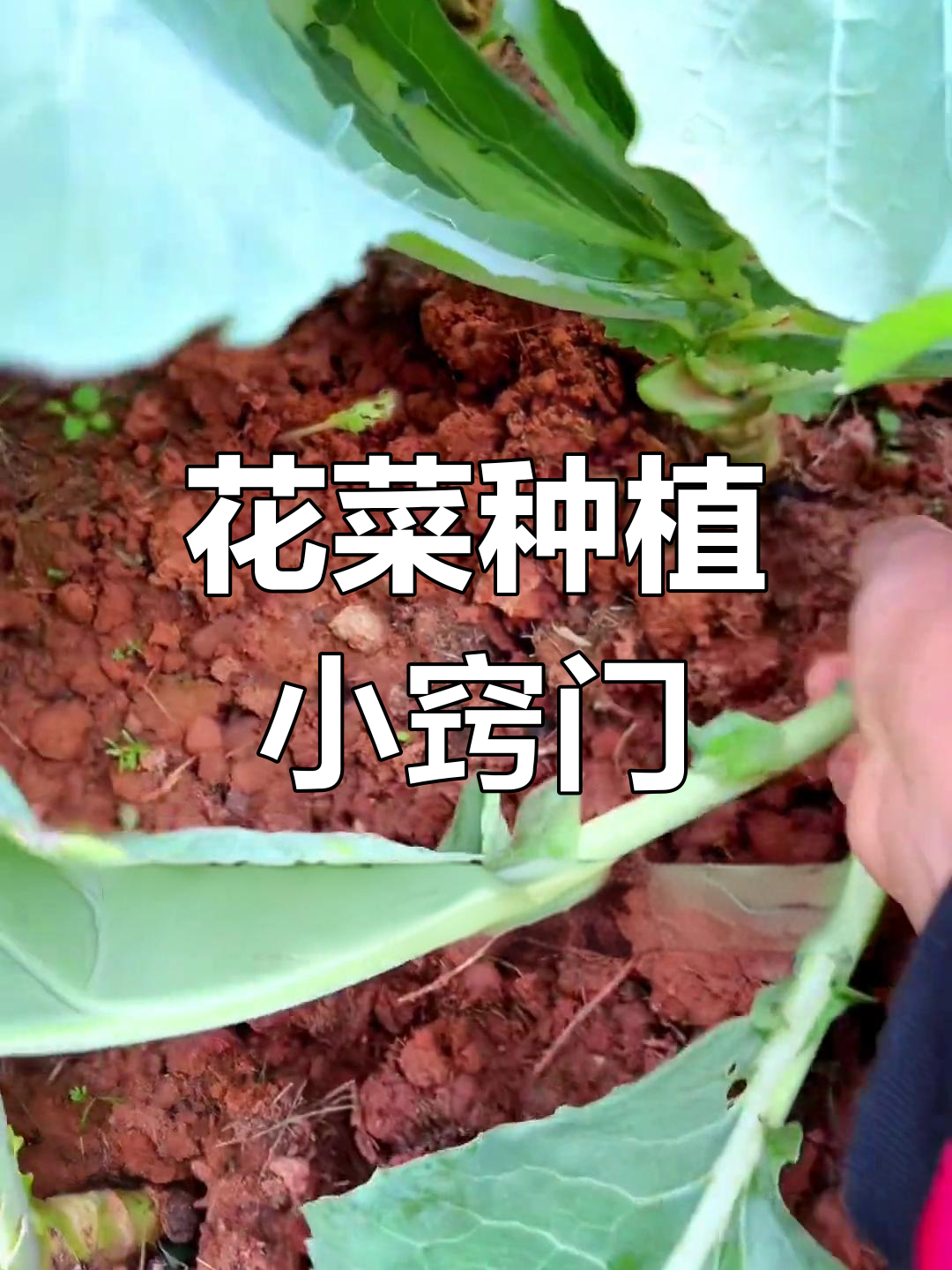 白花菜开花后的日常管理技巧