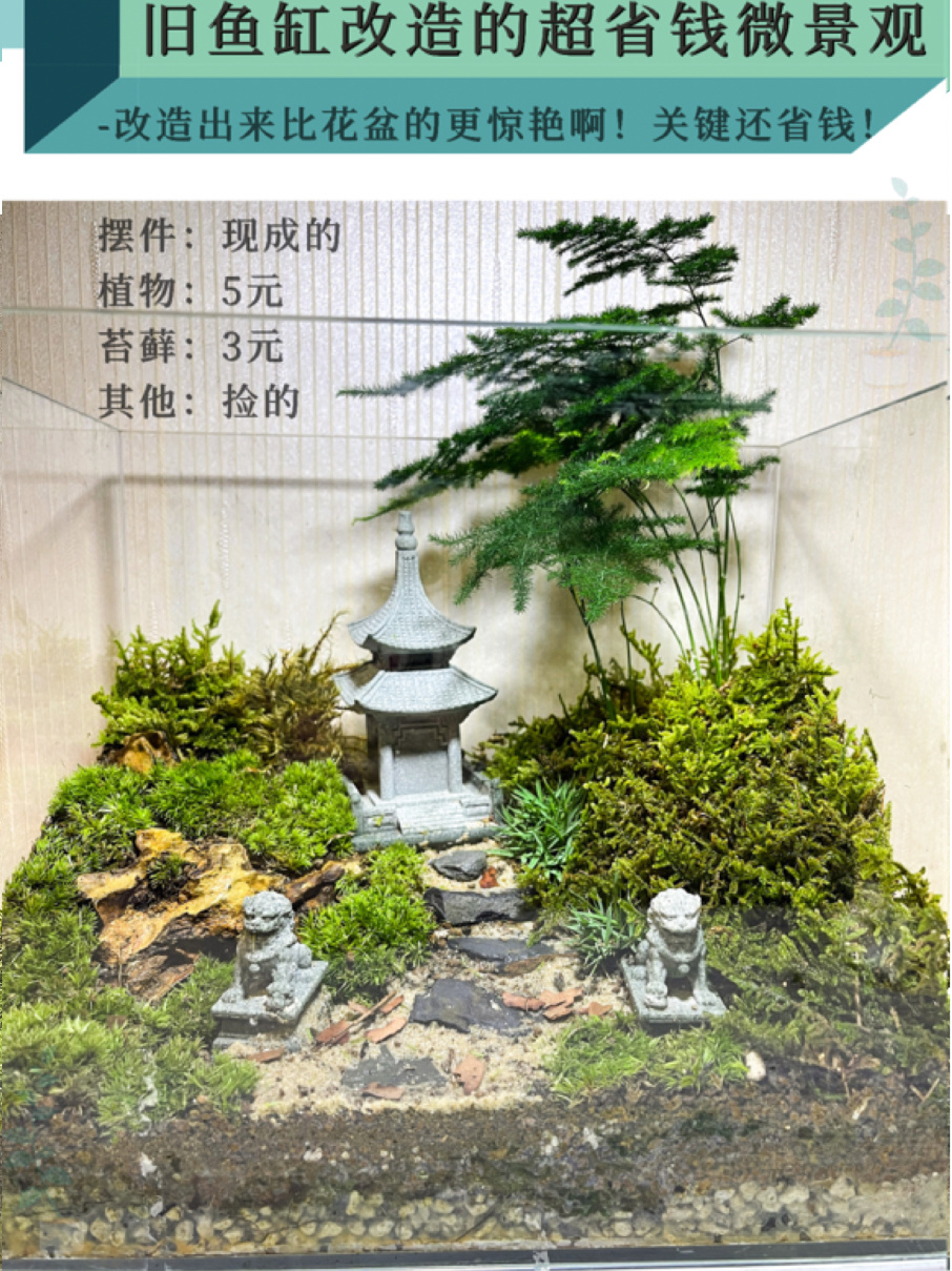 旧物利用!鱼缸翻缸改造的微景观真是省钱啊