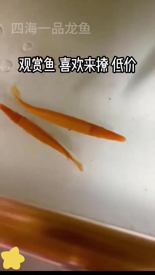 火箭鱼