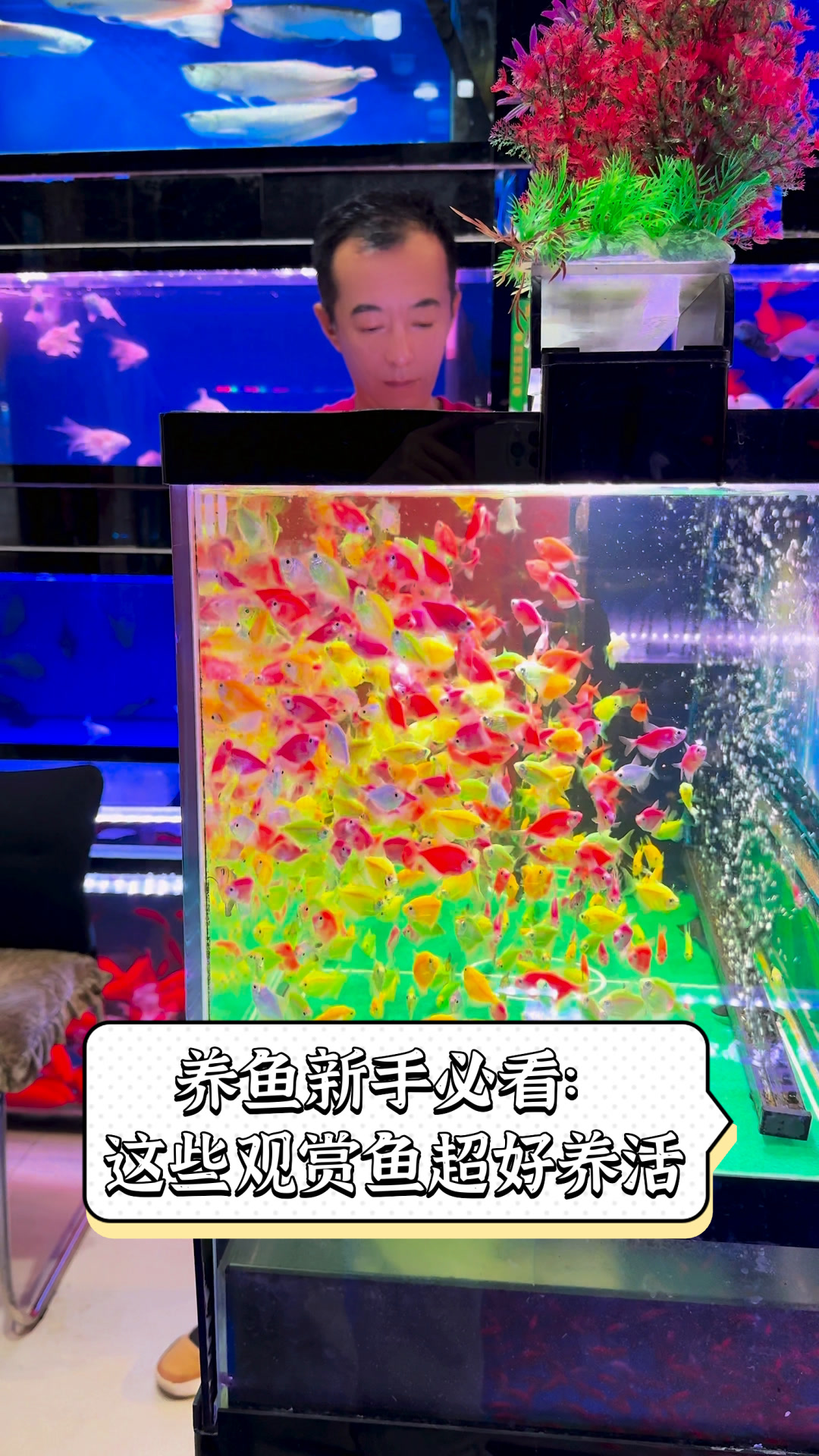 养鱼新手必看:这些观赏鱼超好养活