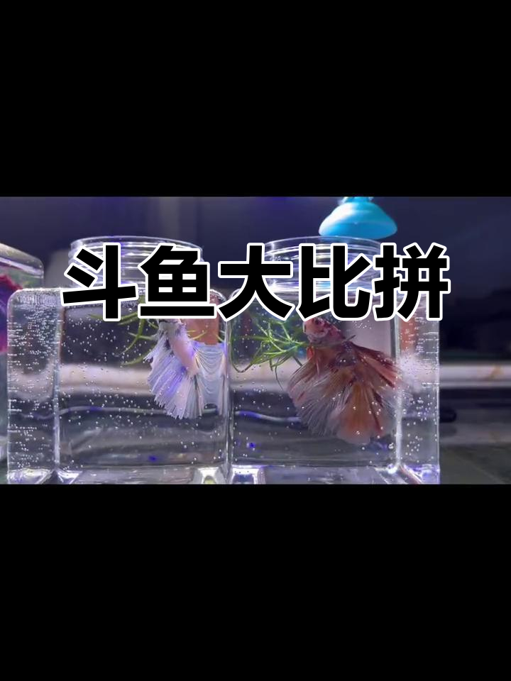 评论区开放图片,晒出你家斗鱼,看看谁的最美!