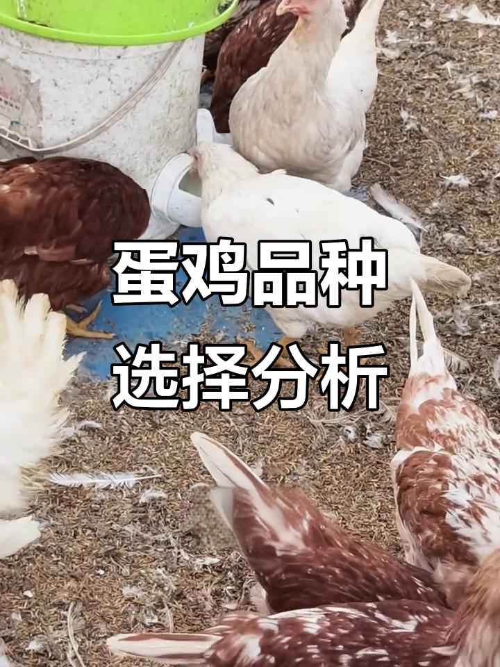 海兰褐青年鸡与海兰灰的养殖对比,哪种更胜一筹?