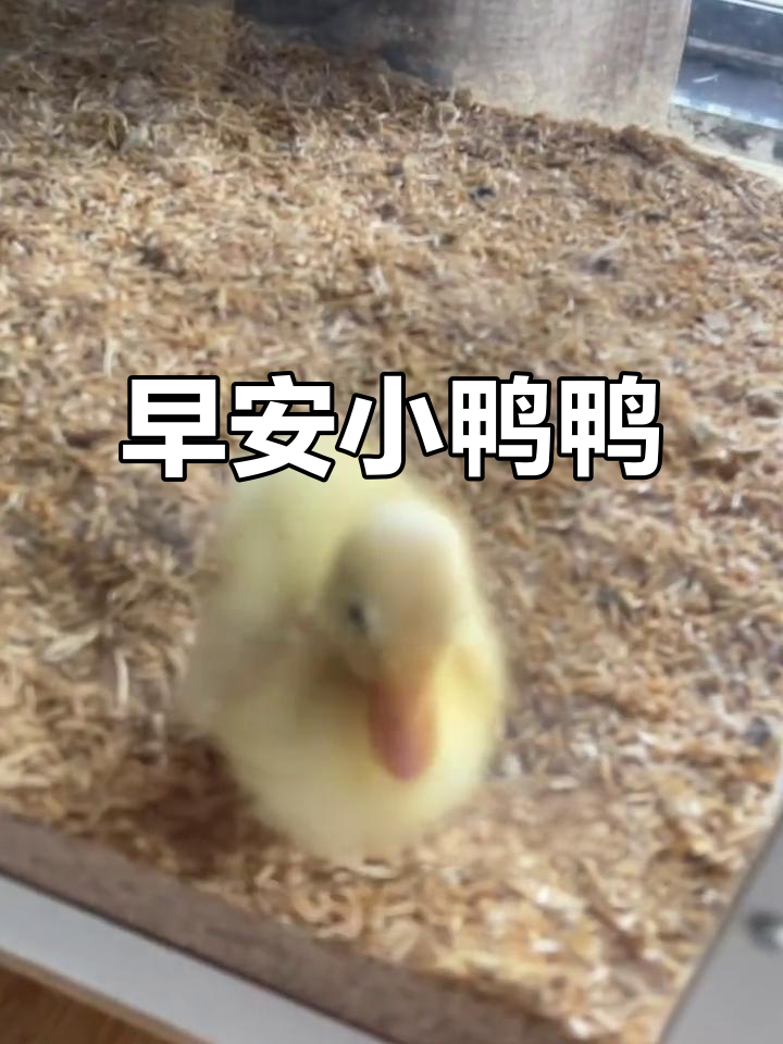 小鸭子早上打招呼，萌态十足！