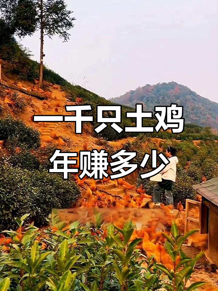 山上散养一千只土鸡,成本与收益大揭秘