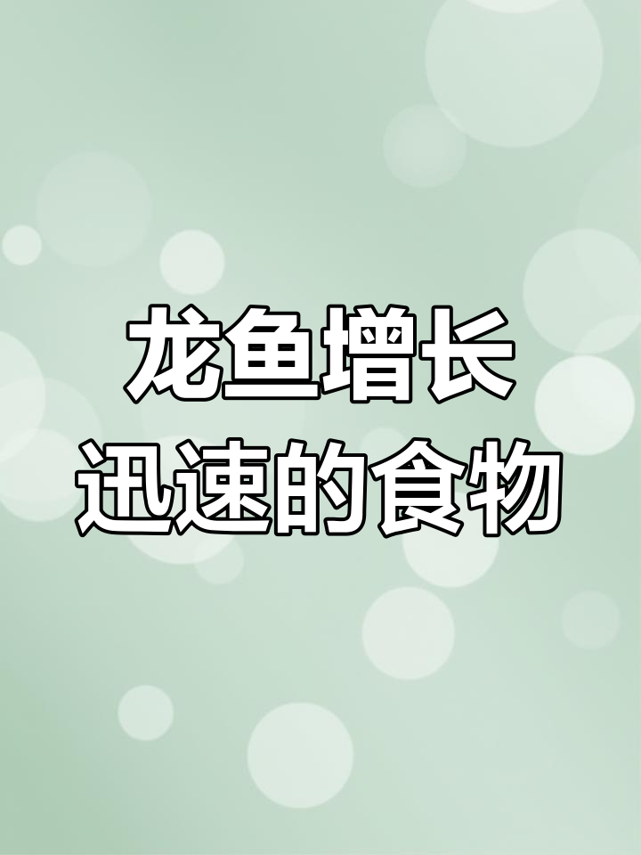 龙鱼吃什么能快速生长?泥鳅是最佳选择
