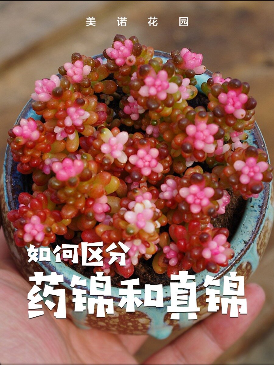 如何区分药锦和真锦呢?