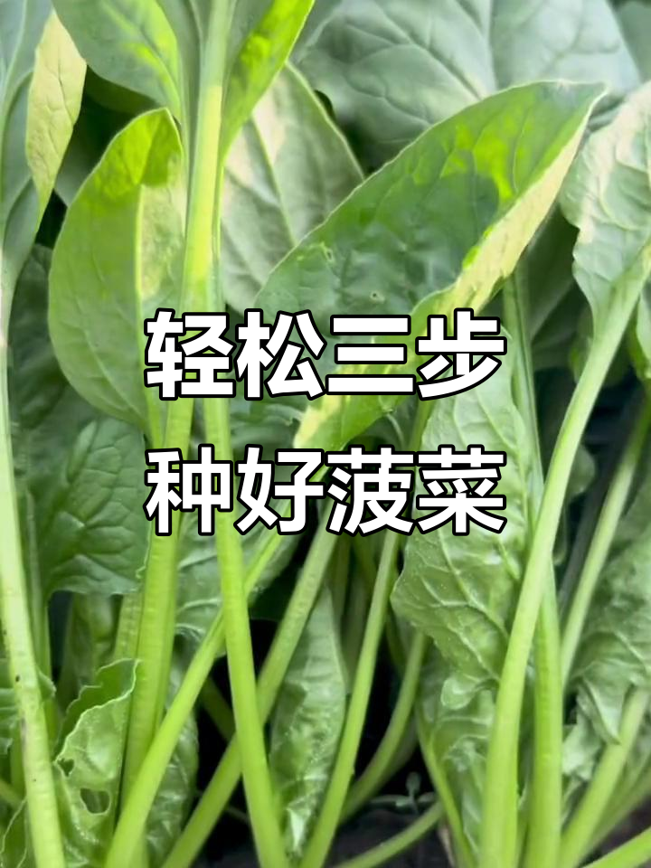 三步教你种出健康大叶菠菜,28天就能收获美味