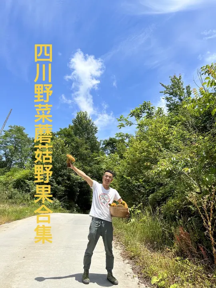 四川的山里都有哪些可以吃的野菜蘑菇和野果