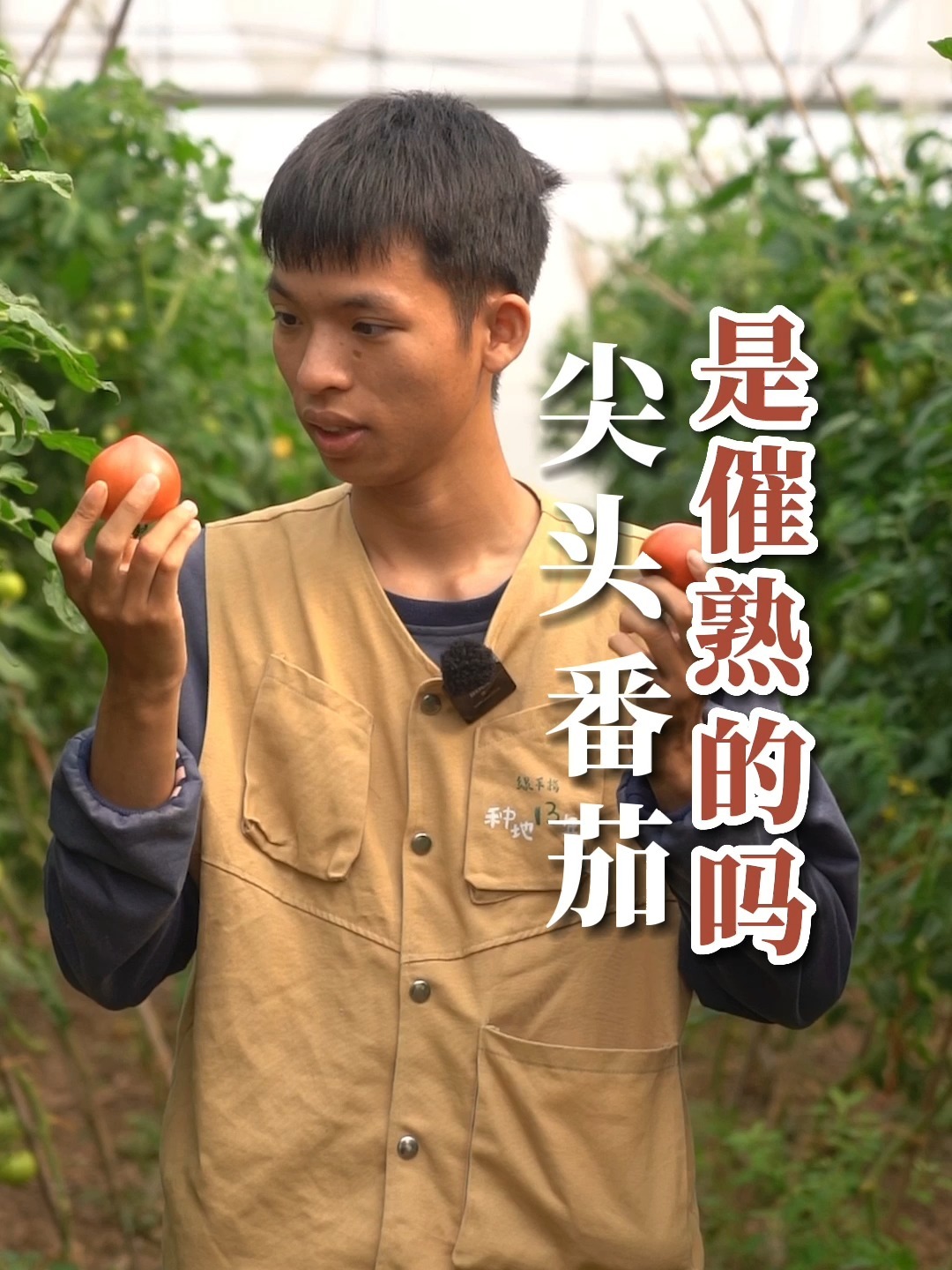 尖头番茄是催熟的吗?