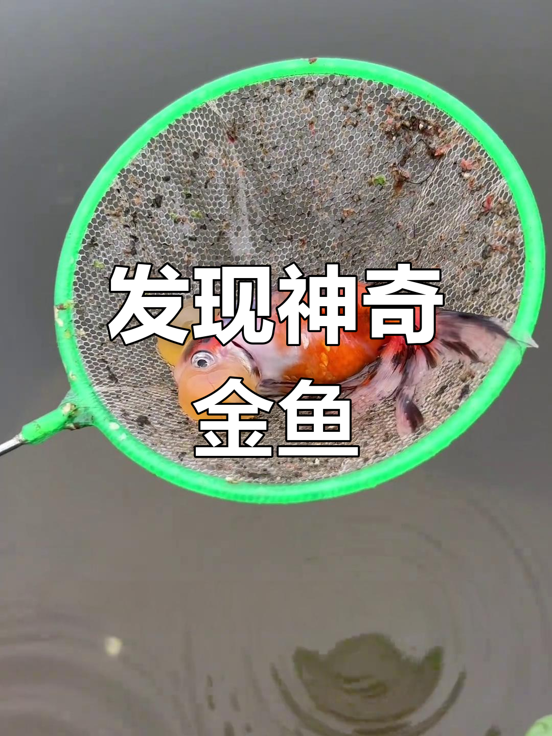 小河里的神秘金鱼与大眼鱼