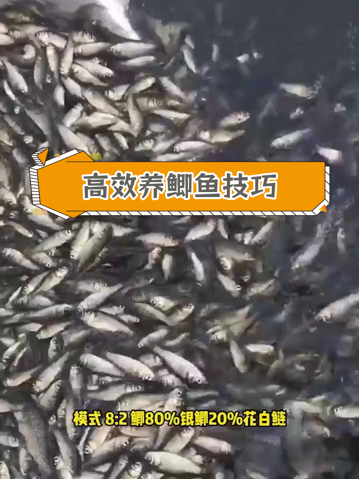 鲫鱼养殖全攻略:池塘选择、饲料投喂与病害防治