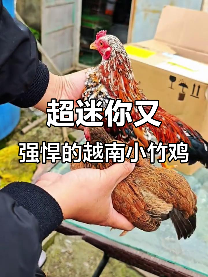 越南小竹鸡:迷你斗鸡,超强抵抗力,隔天就能下蛋!