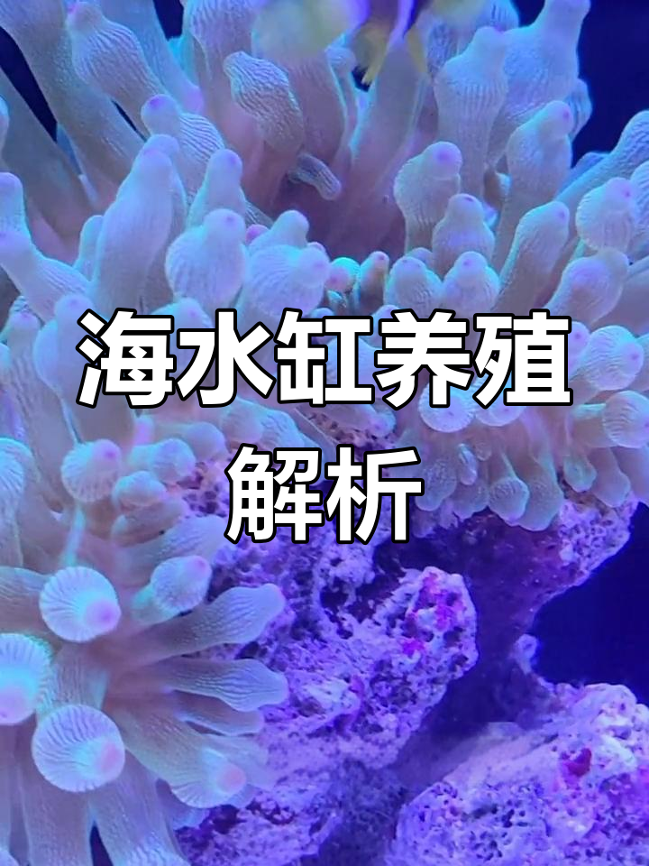 小鱼缸能否养海水生物?从两方面揭秘!